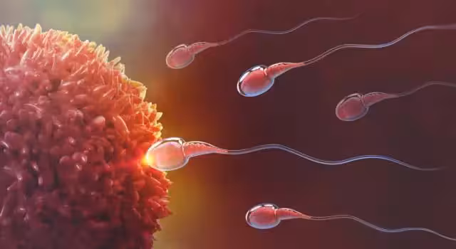 spermatozoi verso l'ovulo